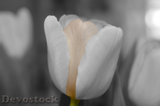 Devostock Flower White Tulip Royalty Free 6886 4K.jpeg