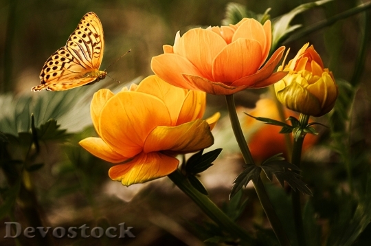 Devostock Flowers Background Butterflies Beautiful 8752 4K.jpeg