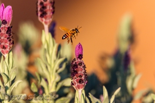 Devostock Flowers Bee Insect 125983 4K