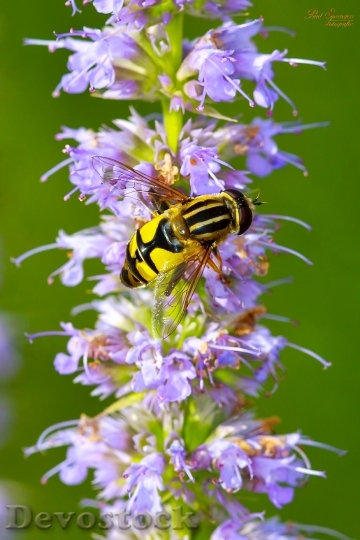 Devostock Flowers Bee Insect 6563 4K