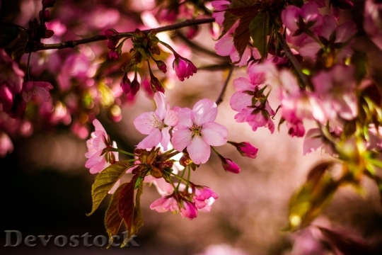 Devostock Flowers Blossoms Pink 8839 4K