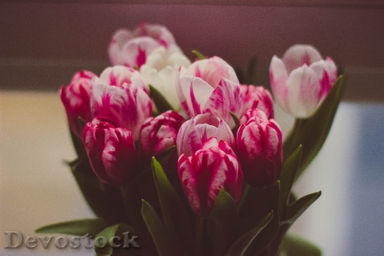 Devostock Flowers Flora Tulips 9094 4K