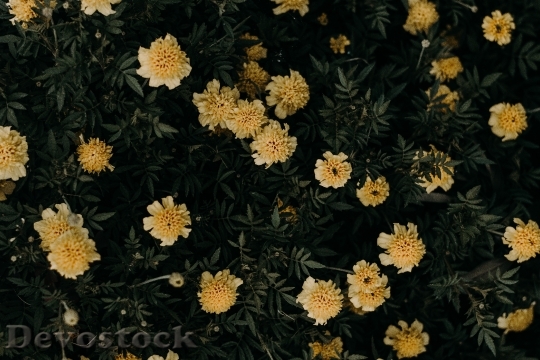Devostock Flowers Garden Petals 141409 4K