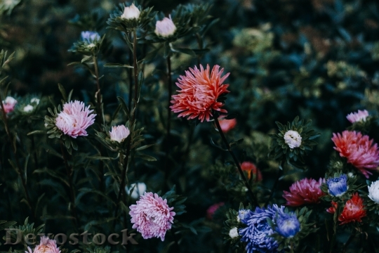 Devostock Flowers Garden Petals 141621 4K
