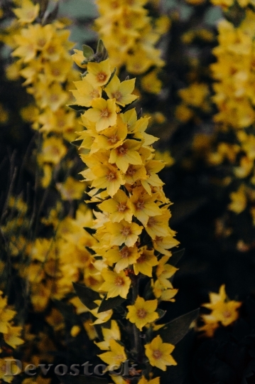 Devostock Flowers Garden Yellow 126048 4K