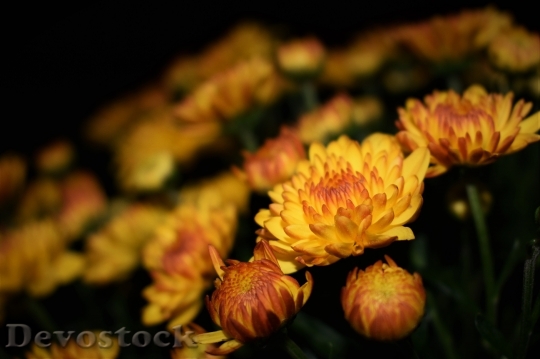 Devostock Flowers Garden Yellow 63385 4K