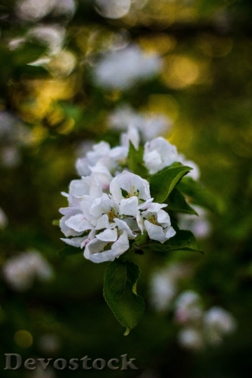 Devostock Flowers Leaves White 1410 4K