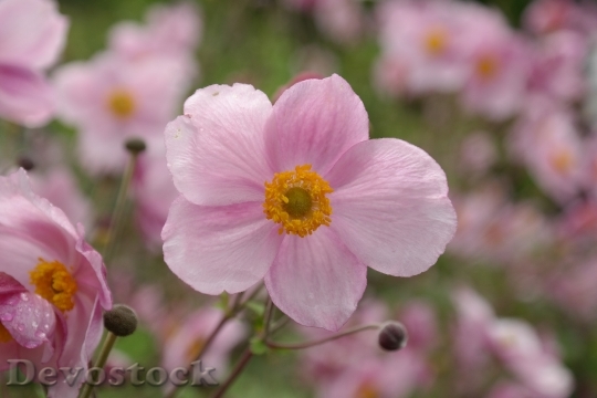 Devostock Flowers Macro Bloom 6044 4K