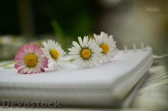 Devostock Flowers Notebook Paper 22168 4K