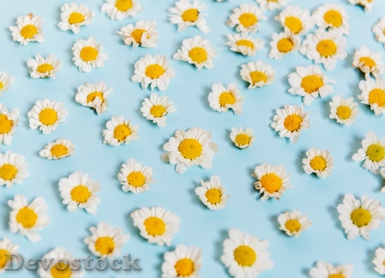 Devostock Flowers Pattern Texture 132345 4K