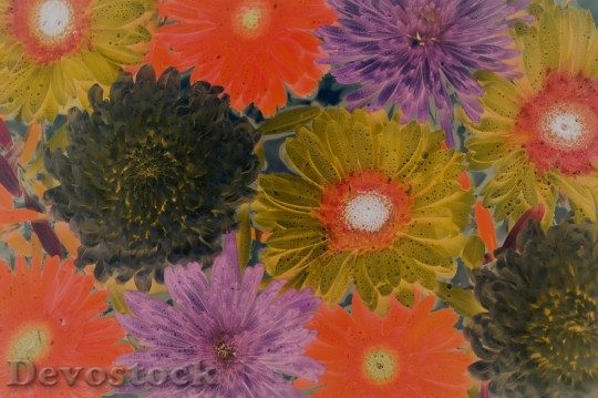 Devostock Flowers Pattern Texture 141560 4K