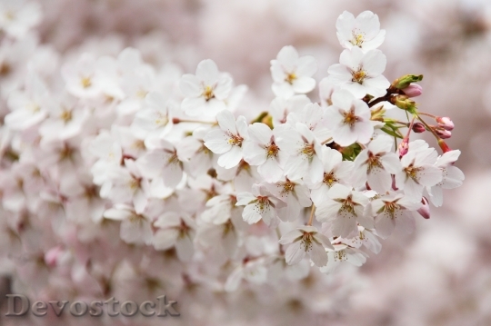 Devostock Flowers Petals Bloom 8616 4K