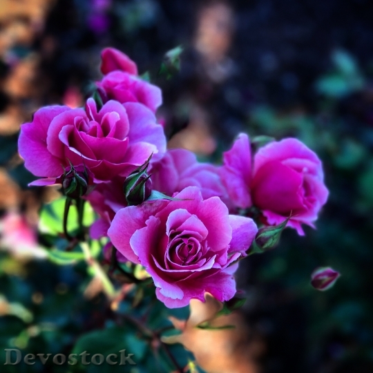 Devostock Flowers Petals Blur 102125 4K