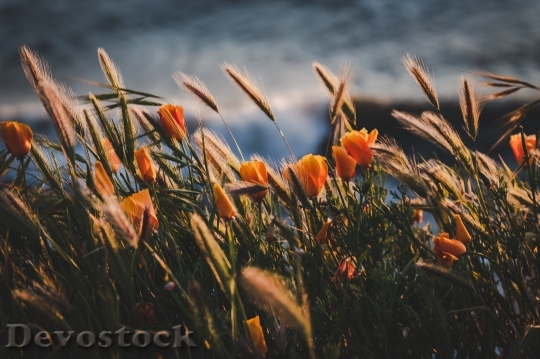 Devostock Flowers Petals Blur 107103 4K