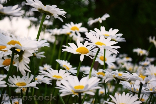 Devostock Flowers Petals Blur 40324 4K