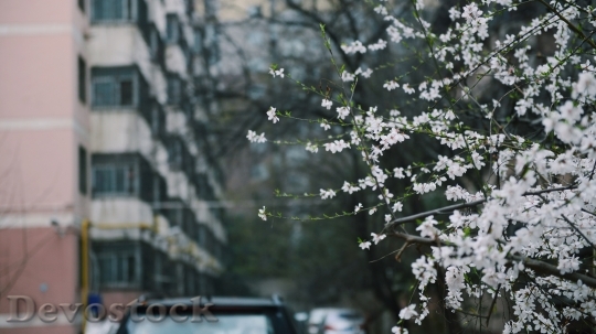 Devostock Flowers Petals Blur 92189 4K