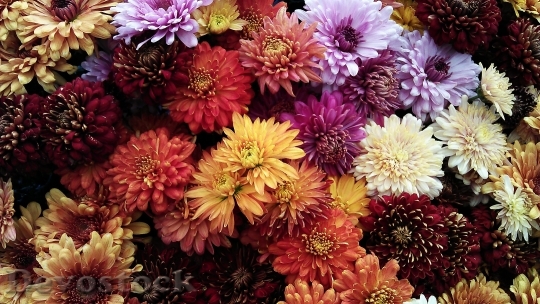 Devostock Flowers Petals Colors 115883 4K