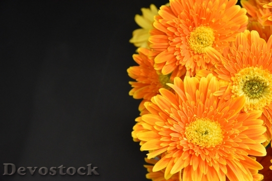 Devostock Flowers Petals Colors 93539 4K
