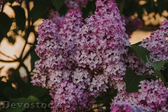 Devostock Flowers Petals Lilac 143178 4K