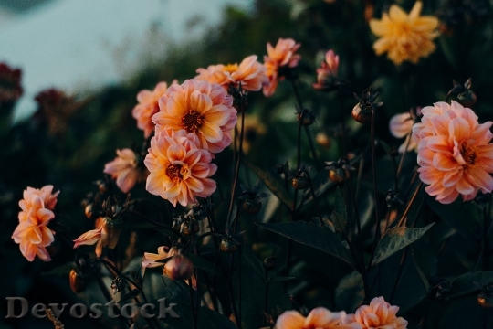 Devostock Flowers Petals Plant 140595 4K