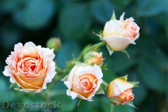 Devostock Flowers Petals Plant 53113 4K