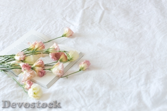 Devostock Flowers Petals Roses 54518 4K