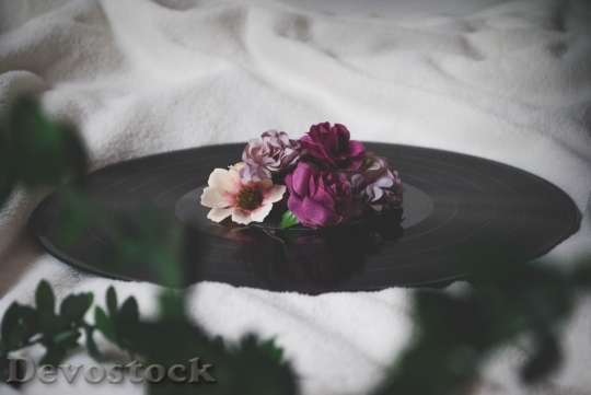 Devostock Flowers Photography Vintage 95375 4K