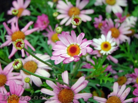 Devostock Flowers Pink Daisy Nature Royalty Free 6952 4K.jpeg