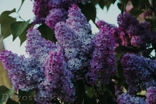 Devostock Flowers Plant Lilac 143173 4K