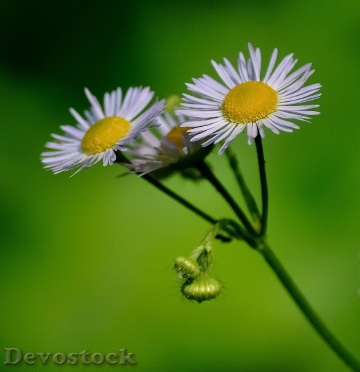 Devostock Flowers Plant Macro 5393 4K