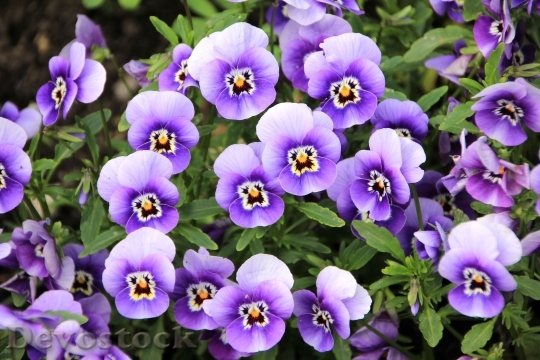 Devostock Flowers Plant Purple Pansy 6430 4K.jpeg
