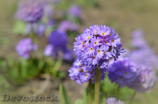Devostock Flowers Plant Spring 3994 4K