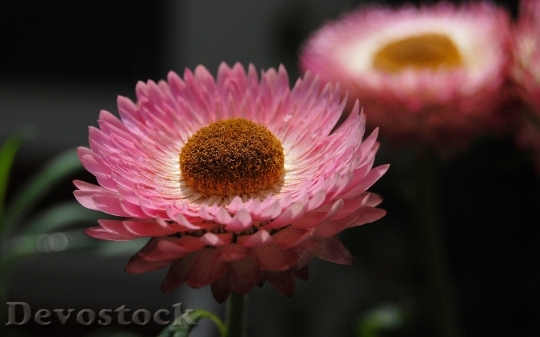 Devostock Flowers Plants Pink 5359 4K