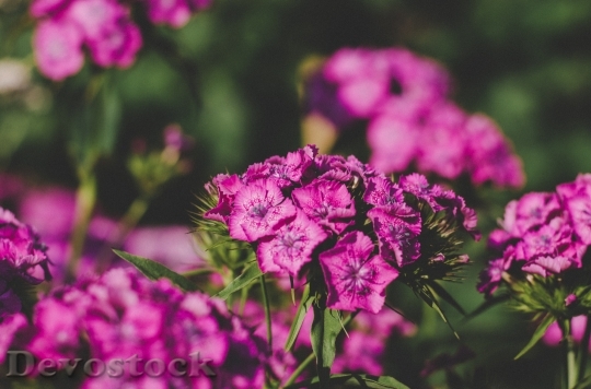 Devostock Flowers Purple Garden 129281 4K