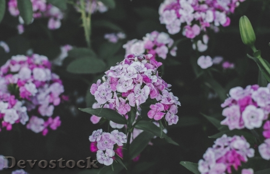 Devostock Flowers Purple Garden 129290 4K