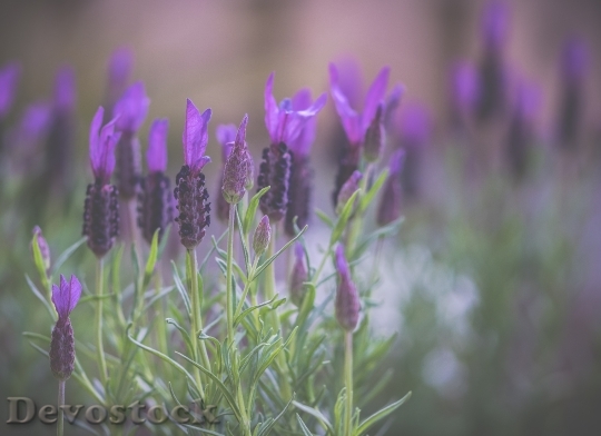 Devostock Flowers Purple Outdoors 101379 4K