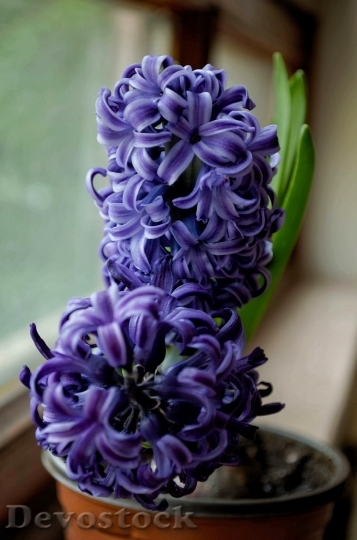 Devostock Flowers Purple Petals 101842 4K