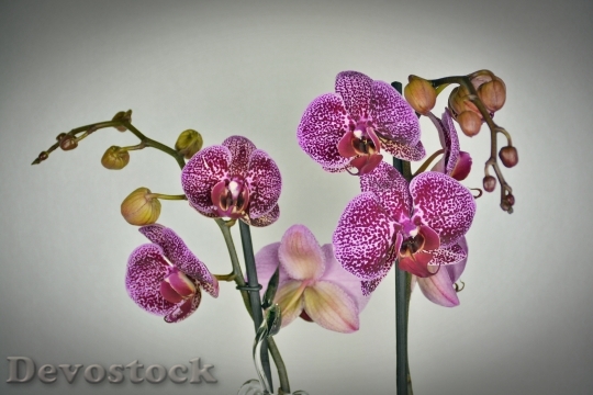Devostock Flowers Purple Petals 32610 4K