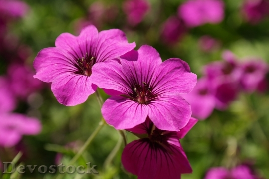 Devostock Flowers Purple Plant 6846 4K