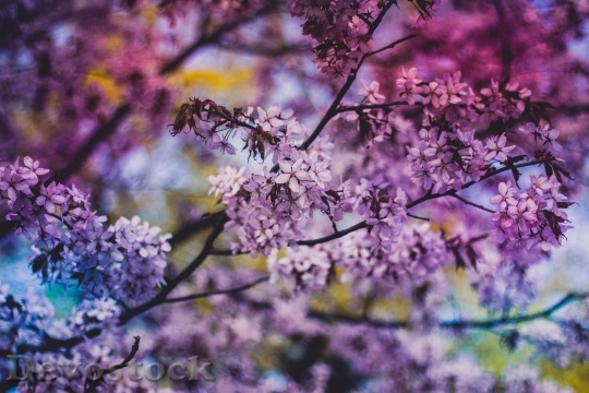 Devostock Flowers Purple Spring 8837 4K