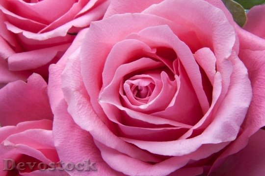 Devostock Flowers Roses Pink 6519 4K