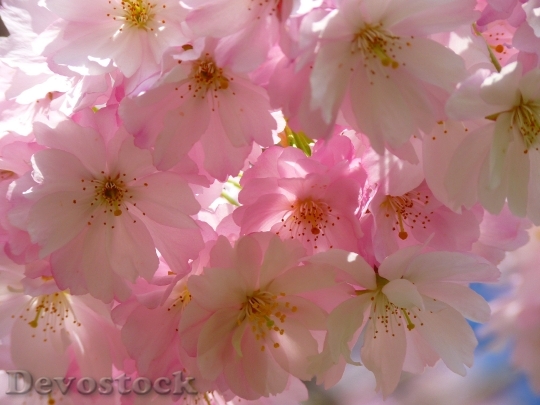 Devostock Flowers Spring Bloom 8609 4K