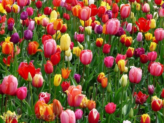 Devostock Flowers Spring Colorful 6976 4K