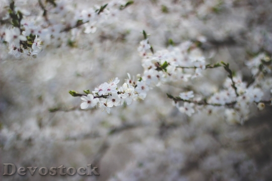 Devostock Flowers Spring Tree 6064 4K