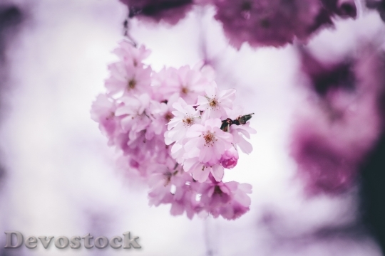 Devostock Flowers Spring Tree 98163 4K