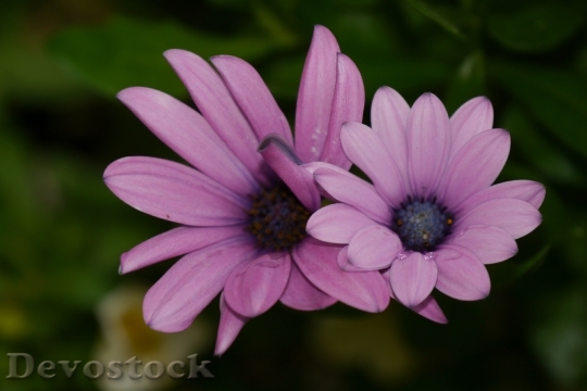 Devostock Flowers Summer Purple 19123 4K