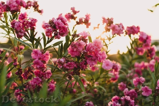 Devostock Flowers Summer Shrub 13911 4K