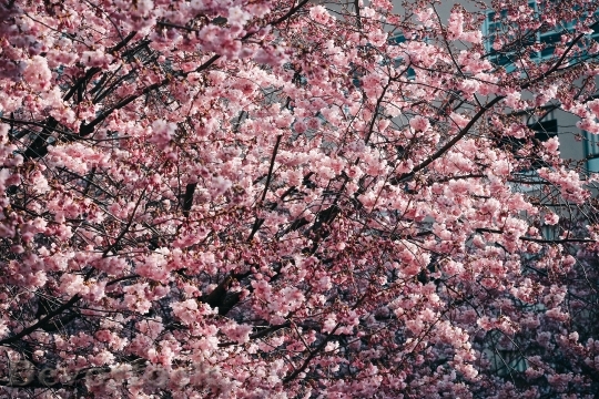 Devostock Flowers Trees Spring 98166 4K