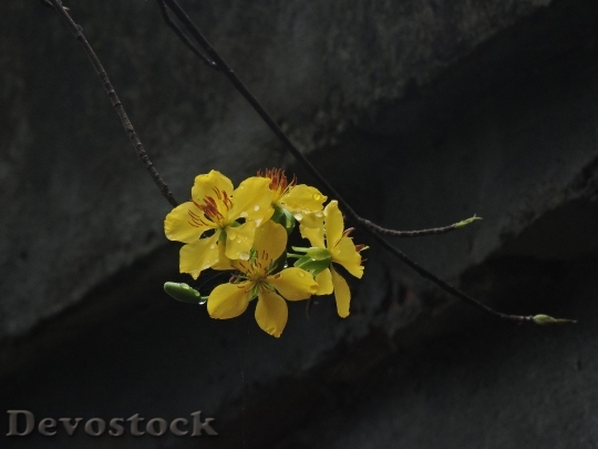 Devostock Flowers Yellow Petals 121064 4K