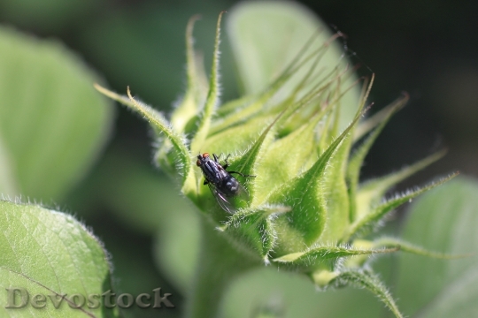 Devostock Fly Insect Sunflower Bud HD